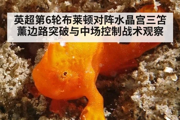 英超第6轮布莱顿对阵水晶宫三笘薰边路突破与中场控制战术观察